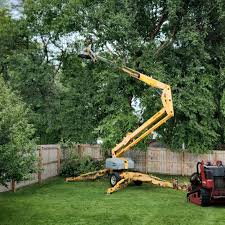 Best Tree and Shrub Care  in Deenwood, GA