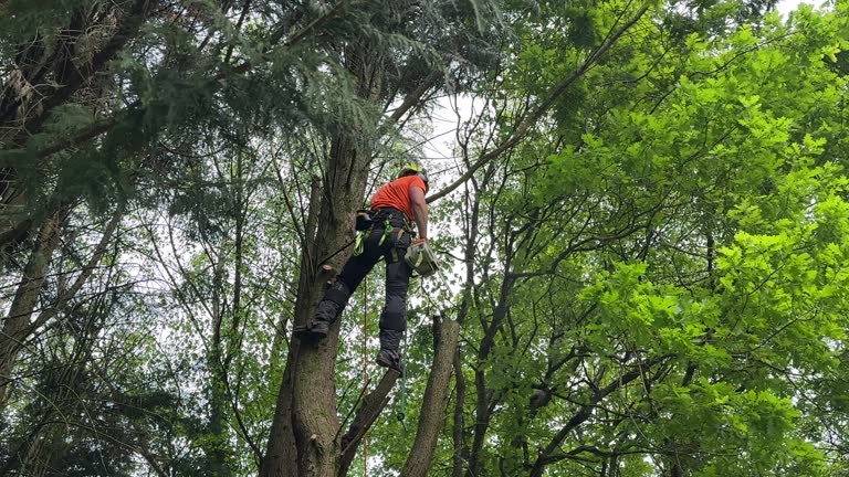 How Our Tree Care Process Works  in  Deenwood, GA