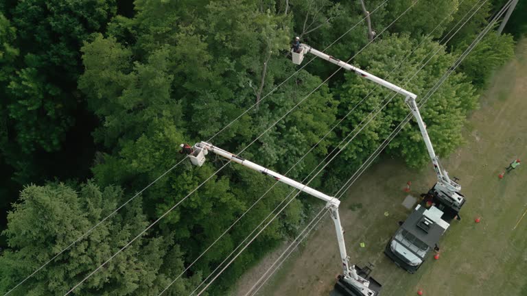 Best Tree Trimming and Pruning  in Deenwood, GA