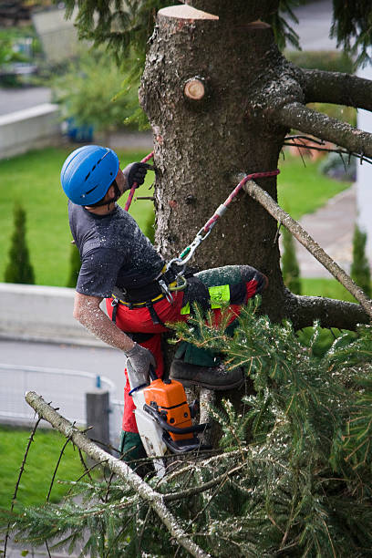 Best Firewood Processing and Delivery  in Deenwood, GA